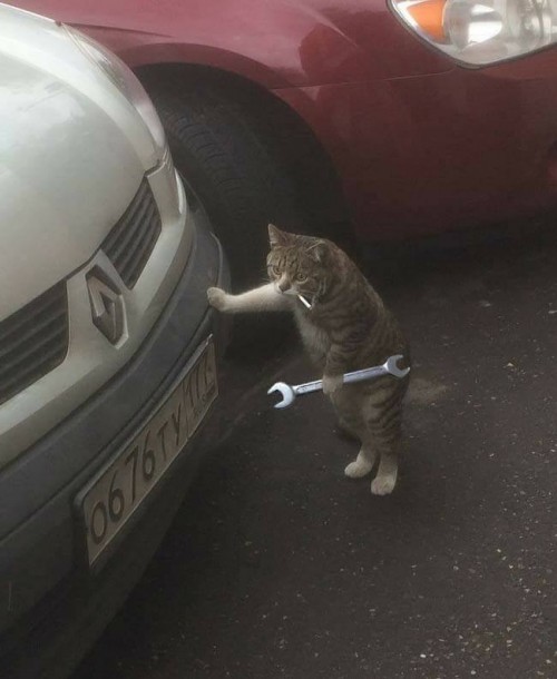 Cat Mechanic