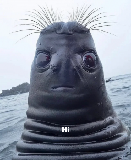 Seal Face Flipped Hi